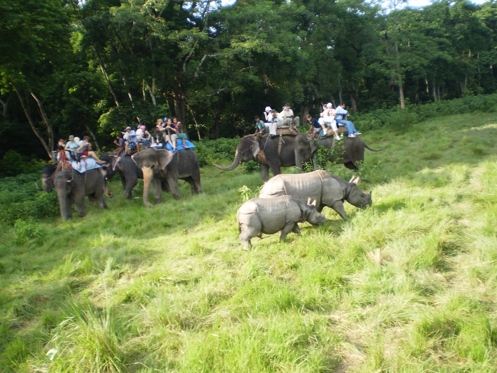 Jungle-Safari-in-Nepal 