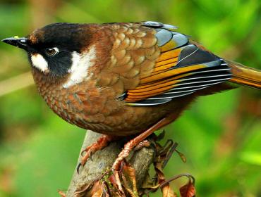 bird-watching-tour-nepal 